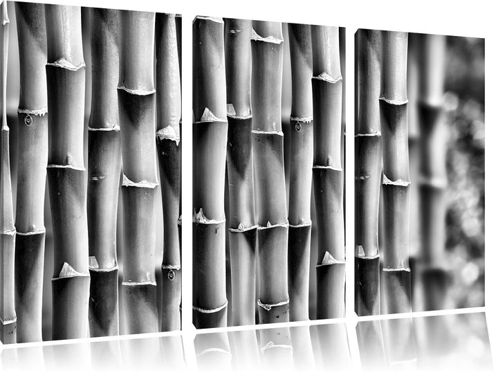 Pixxprint Grüner frischer Bambus als Leinwandbild/Grösse: 3 Teilig (120x80) cm/Wandbild/Kunstdruck/f