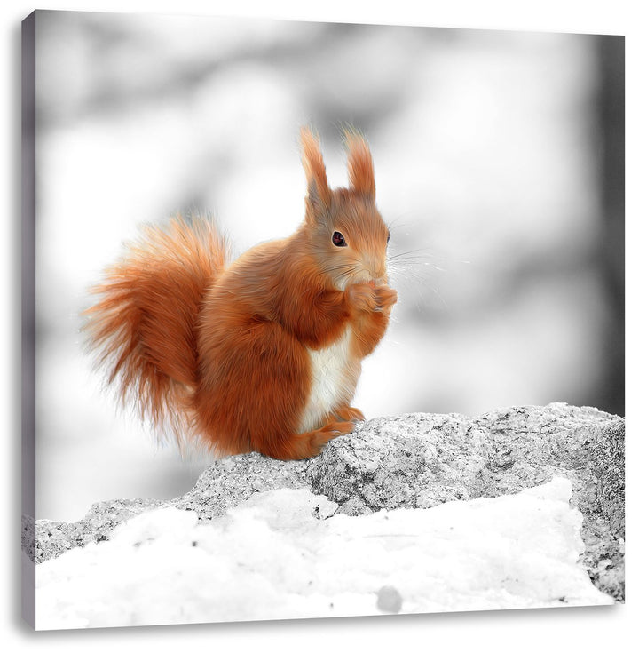 Pixxprint Eichhörnchen in verschneitem Wald als Leinwandbild/Grösse: 70x70 cm/Wandbild/Kunstdruck/fe