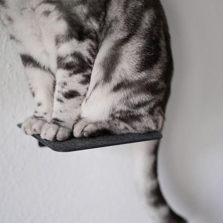 LucyBalu® STEPS Katzentreppe Wand Innen & Aussen 3er Set | Katzen Kletterwand | Wandpark für Katzen