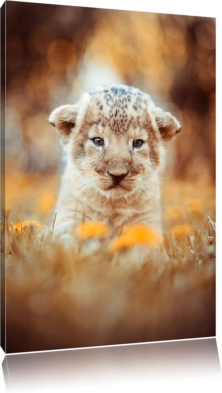 Niedliches Löwenbaby, Format: 100x70 auf Leinwand, XXL riesige Bilder fertig gerahmt mit Keilrahmen,