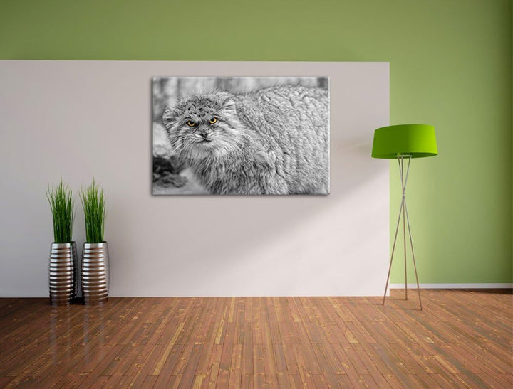 wütende kleine Manul schwarz/weiss auf Leinwand, XXL riesige Bilder fertig gerahmt mit Keilrahmen, K
