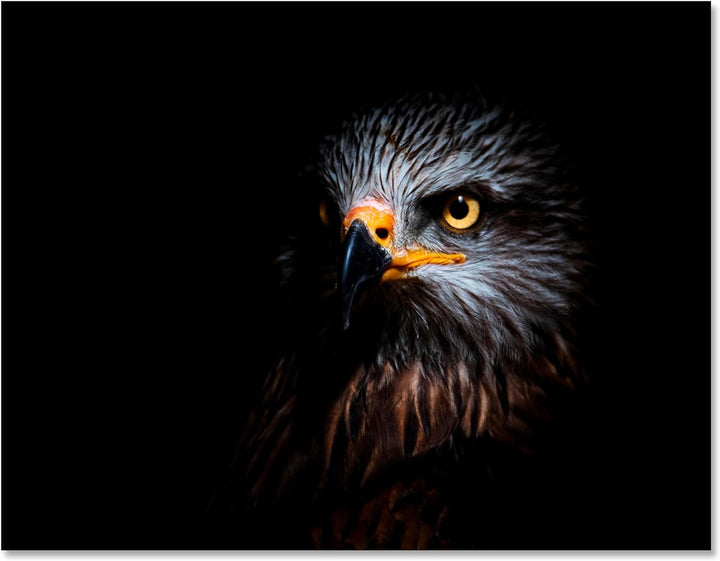 wandmotiv24 Leinwandbild Tiere 80x60cm, Querformat, Adler, Deko, Bilder auf Leinwand, Wanddeko, XXL