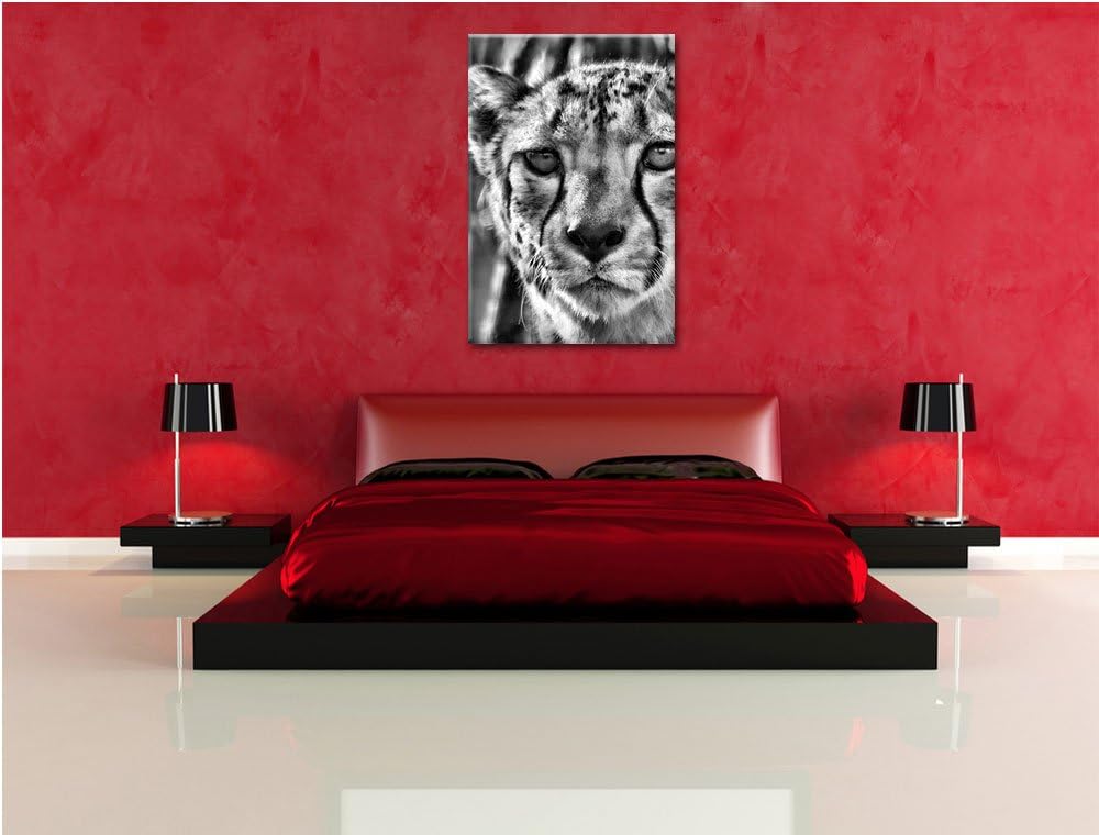 Pixxprint junger Gepard im Dschungel als Leinwandbild/Grösse: 100x70 / Wandbild/Kunstdruck/fertig be