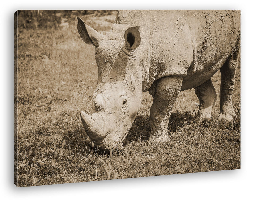 deyoli edles Nashorn Format: 80x60 Effekt: Sepia als Leinwand, Motiv fertig gerahmt auf Echtholzrahm