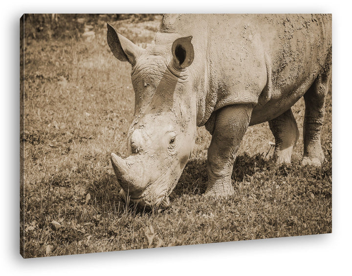 deyoli edles Nashorn Format: 80x60 Effekt: Sepia als Leinwand, Motiv fertig gerahmt auf Echtholzrahm