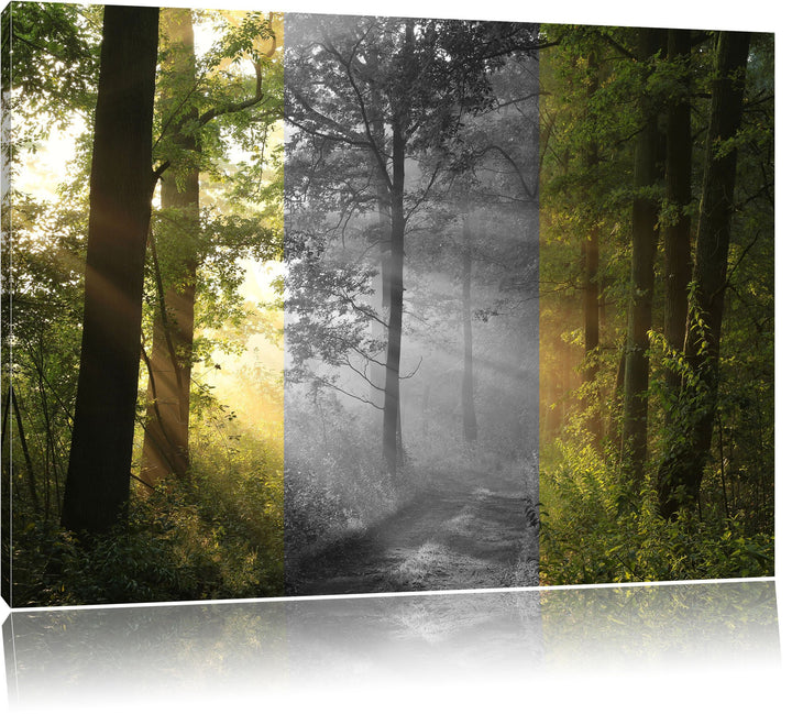 Ruhiger Waldweg im Grünen schwarz/weiss Format: 100x70 auf Leinwand, XXL riesige Bilder fertig gerah
