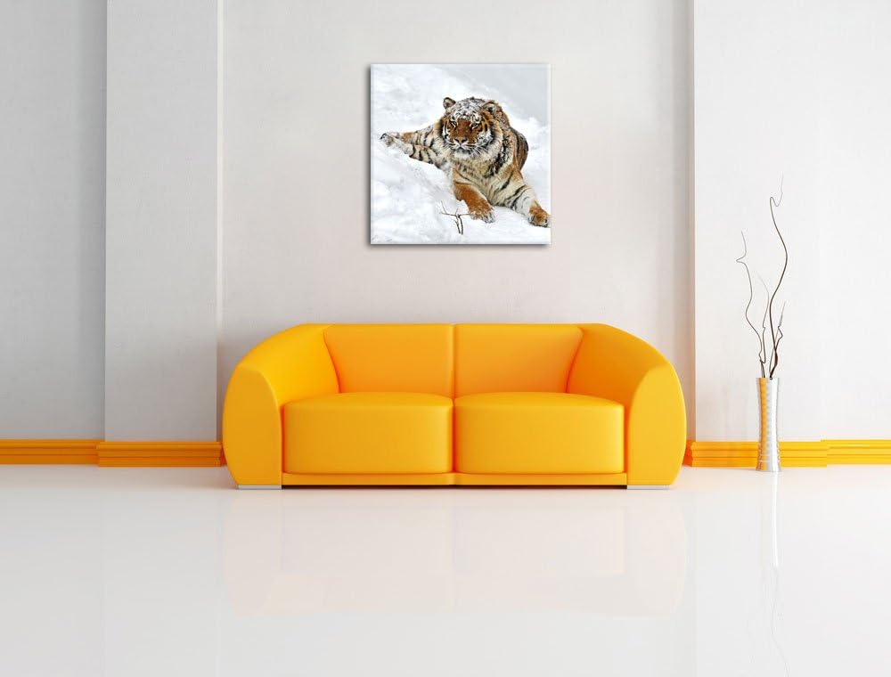 Amur Tiger im Schnee, Format: 70x70 auf Leinwand, XXL riesige Bilder fertig gerahmt mit Keilrahmen,