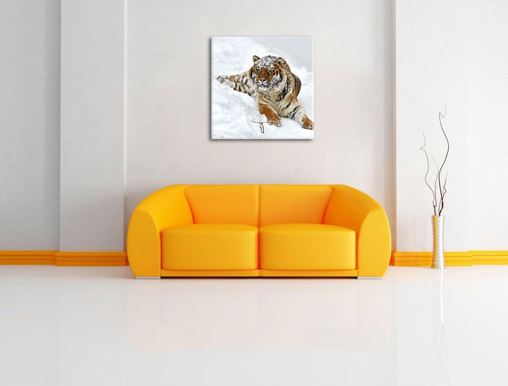 Amur Tiger im Schnee, Format: 70x70 auf Leinwand, XXL riesige Bilder fertig gerahmt mit Keilrahmen,