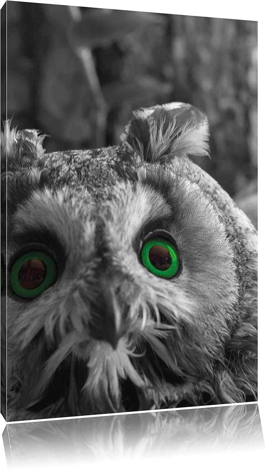 Pixxprint Niedliche Eule mit Grünen Augen als Leinwandbild/Grösse: 120x80 cm/Wandbild/Kunstdruck/fer