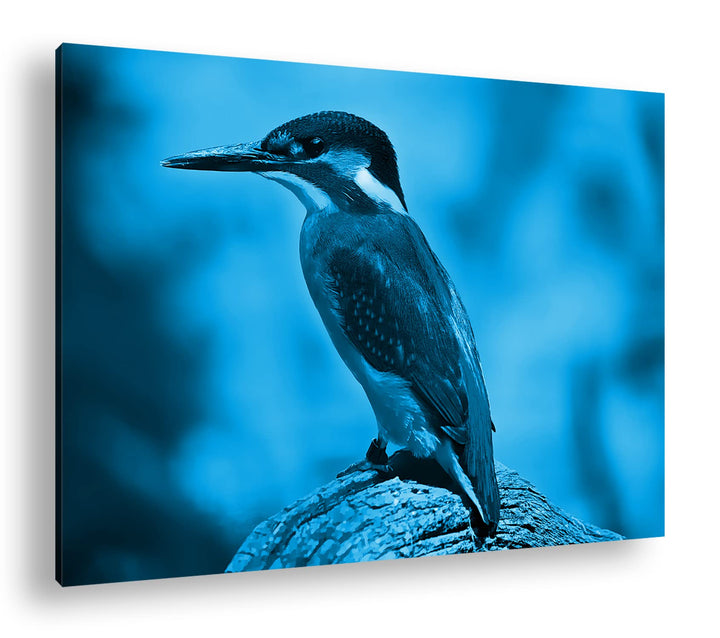 deyoli Eleganter Eisvogel mit blauem Gefieder Format: 80x60 Effekt: Monocrome Blau als Leinwandbild,