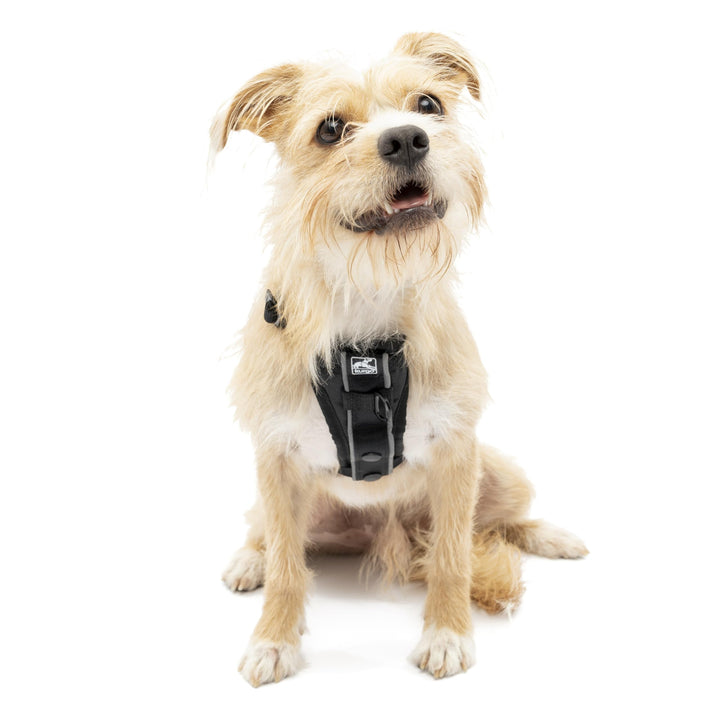 Kurgo Tru-Fit Smart Hundegeschirr, Mit gepolstertem Brustteil und D-Ring, Inklusive Autosicherheitsg