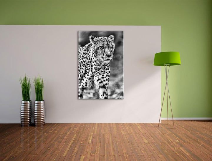 Pixxprint lauernder Gepard auf Wiese / 100x70cm Leinwandbild bespannt auf Holzrahmen/Wandbild Kunstd