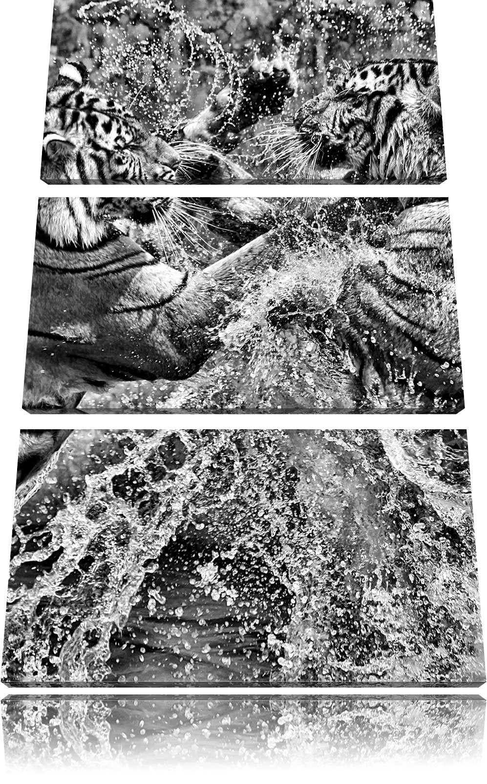 Pixxprint Kämpfende Tiger im Wasser als Leinwandbild/Grösse: 3 Teilig (120x80) cm/Wandbild/Kunstdruc