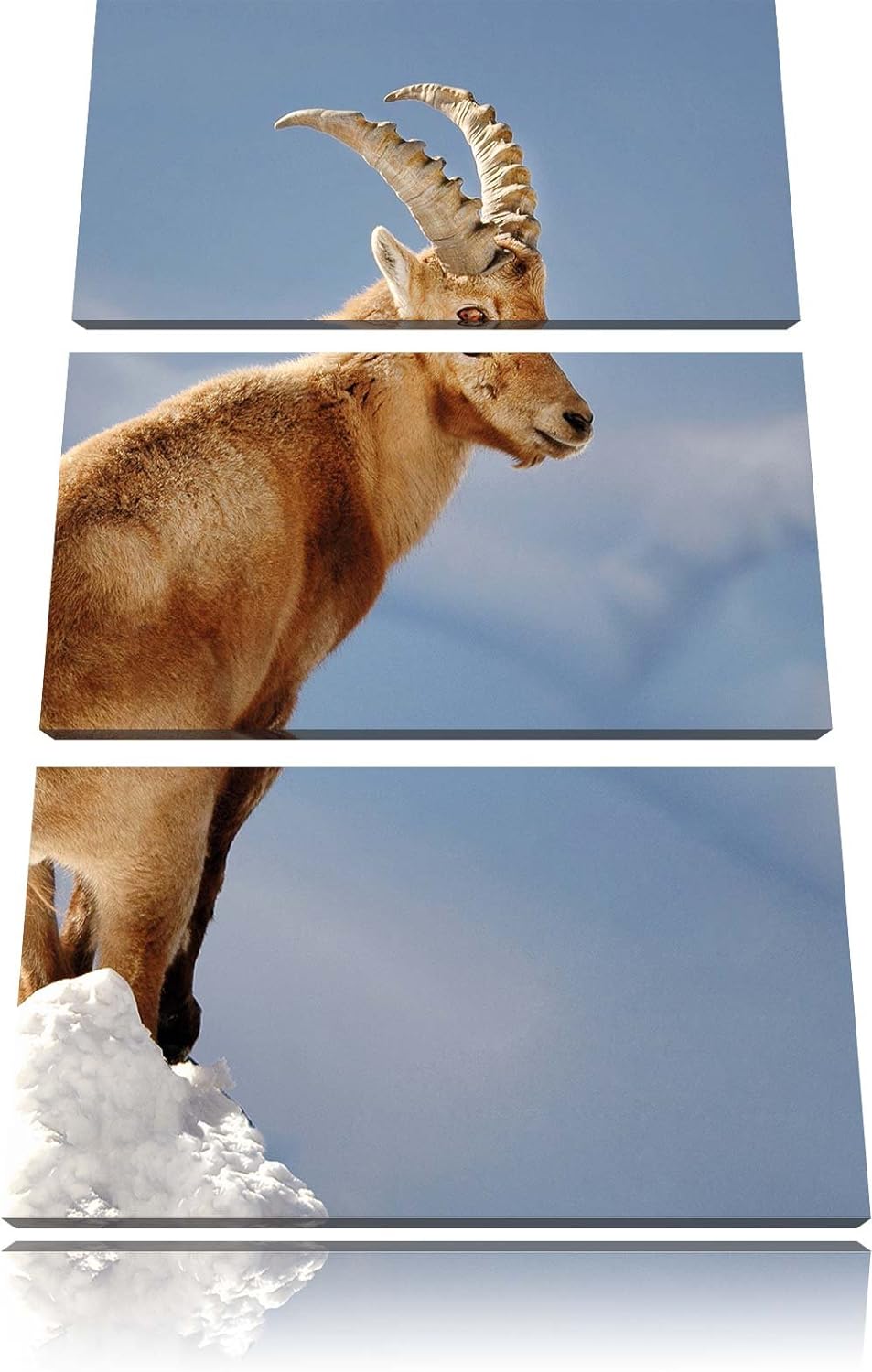 Pixxprint Steinbock im Schnee als Leinwandbild - Grösse: 3-Teilig (120x80cm) - Wandbild - Kunstdruck