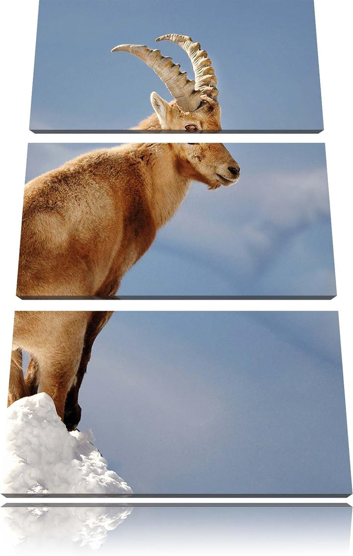 Pixxprint Steinbock im Schnee als Leinwandbild - Grösse: 3-Teilig (120x80cm) - Wandbild - Kunstdruck