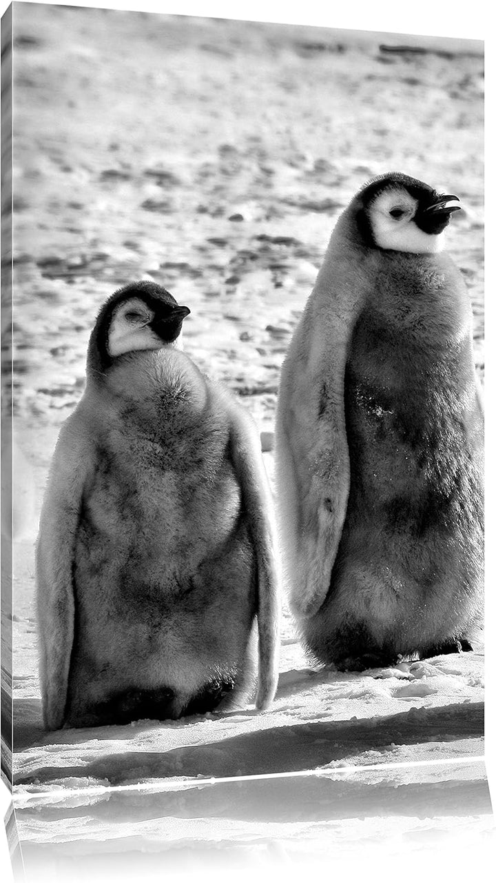 Pixxprint Monocrome, Vier Kaiserpinguin-Küken, Format: 100x70 auf Leinwand, riesige Bilder fertig ge