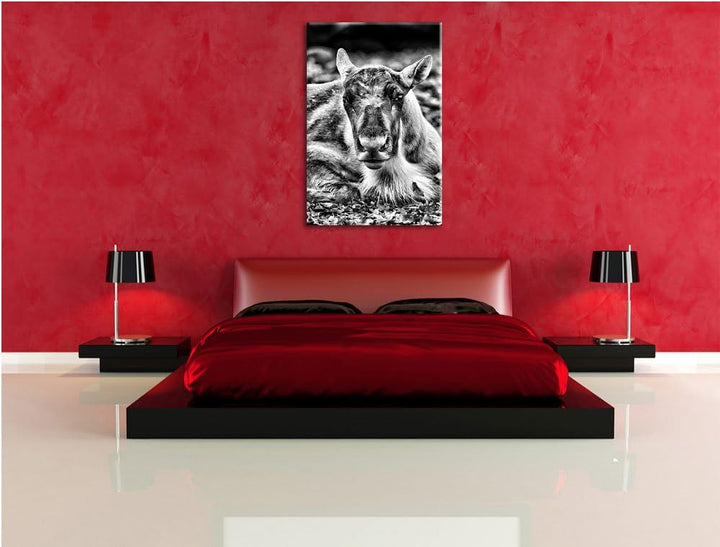 Monocrome, junger Elch, Format: 100x70 auf Leinwand, XXL riesige Bilder fertig gerahmt mit Keilrahme