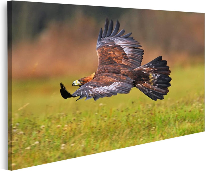 islandburner Bild auf Leinwand Steinadler fliegt über blühende Wiese Brauner Vogel Beute Grosse Span
