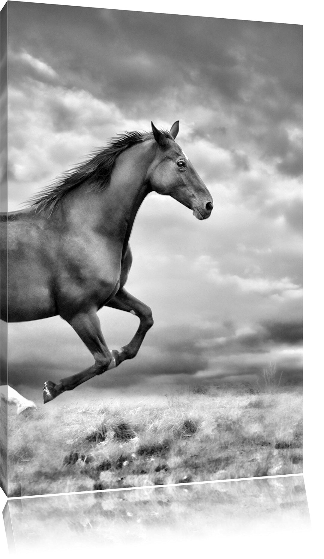 Pixxprint Monocrome, Edler schwarzer Hengst auf Wiese, Format: 100x70 auf Leinwand, XXL riesige Bild
