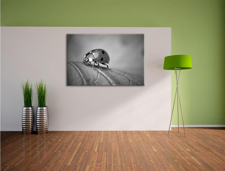 Pixxprint Kleiner Marienkäfer auf Blatt B&W als Leinwandbild/Grösse: 100x70 / Wandbild/Kunstdruck/fe