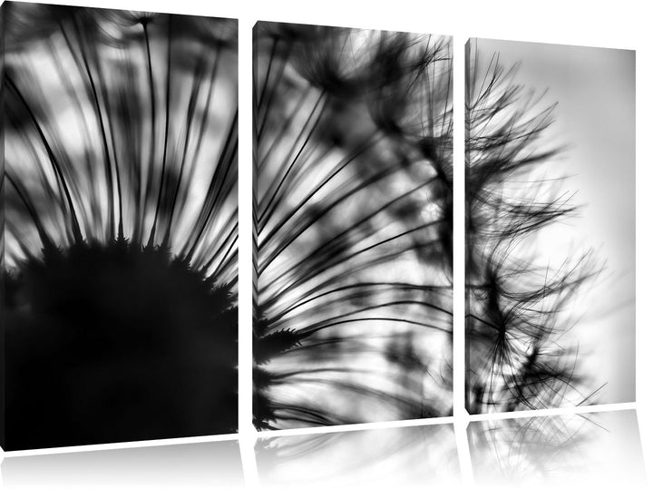 Pixxprint Pusteblume vor Hintergrund als Leinwandbild/Grösse: 3 Teilig (120x80) cm/Wandbild/Kunstdru
