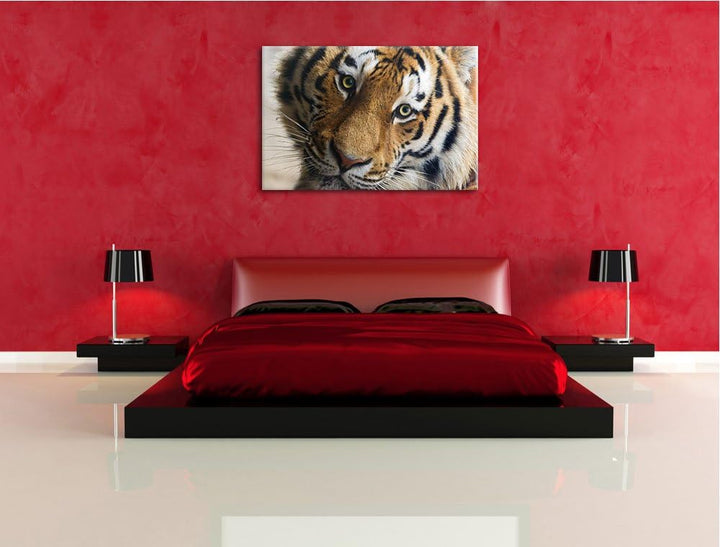 Pixxprint bildschöner Tiger auf Leinwand, XXL riesige Bilder fertig gerahmt mit Keilrahmen, Kunstdru