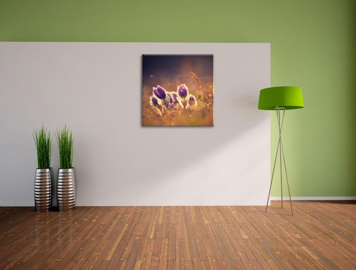 Pixxprint Lila Küchenschelle auf Bergwiese als Leinwandbild | Grösse: 70x70 cm | Wandbild | Kunstdru