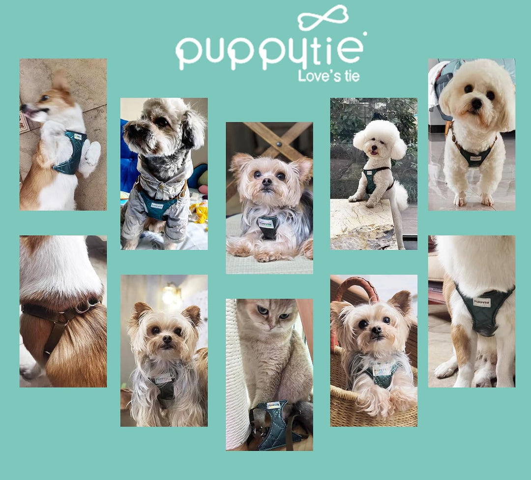 Kein Ziehen, kleines Hundegeschirr mit multifunktionaler Hundeleine, leicht, weich, verstellbar, kei