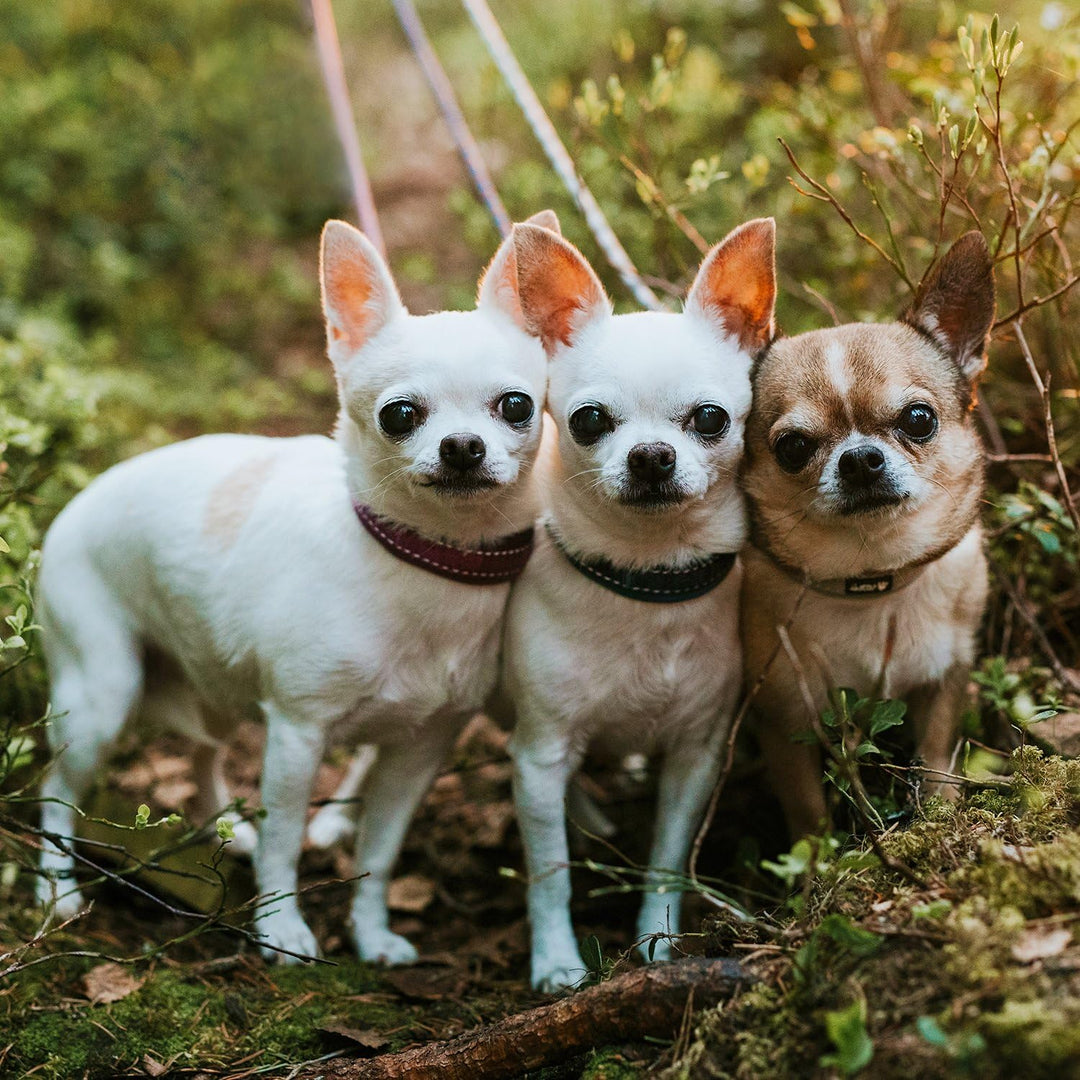Hurtta Gepolstertes Hundehalsband, Lingon, 40,6–50,8 cm Lingon 16-20", Lingon 16-20"