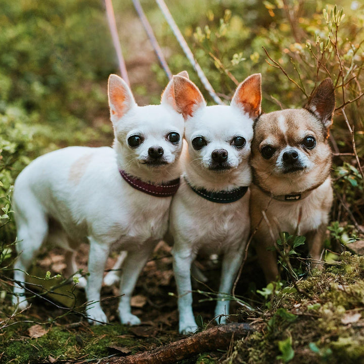 Hurtta Gepolstertes Hundehalsband, Lingon, 40,6–50,8 cm Lingon 16-20", Lingon 16-20"