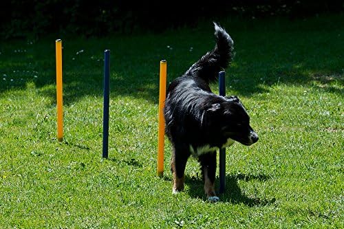 Procyon Dog Agility Starter-Set für Hunde aller Grössen - Agility-Training Set mit Tunnel, Slalomsta