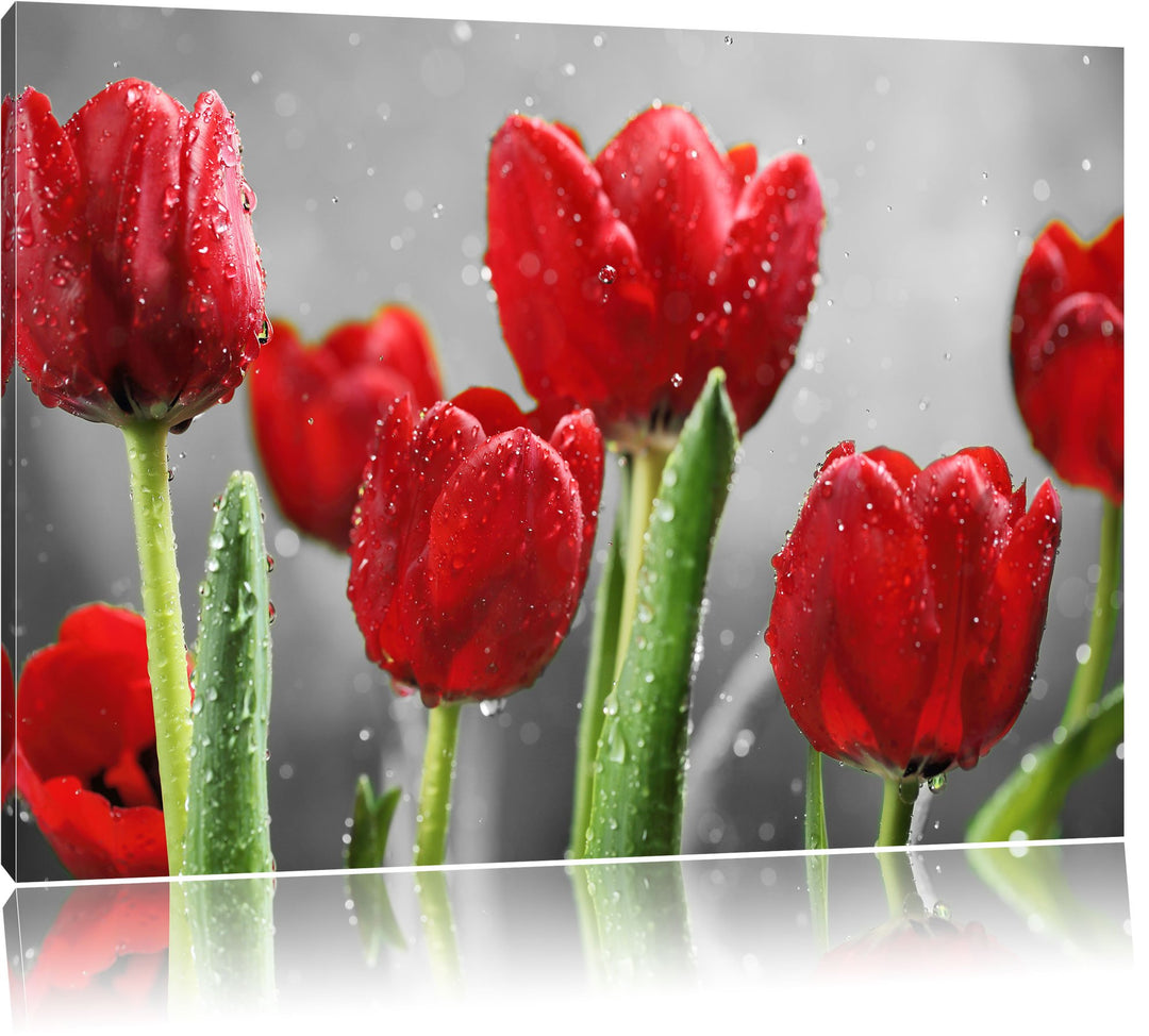 Pixxprint Rote Tulpen mit Tropfen bedeckt als Leinwandbild/Grösse: 100x70 cm/Wandbild/Kunstdruck/fer