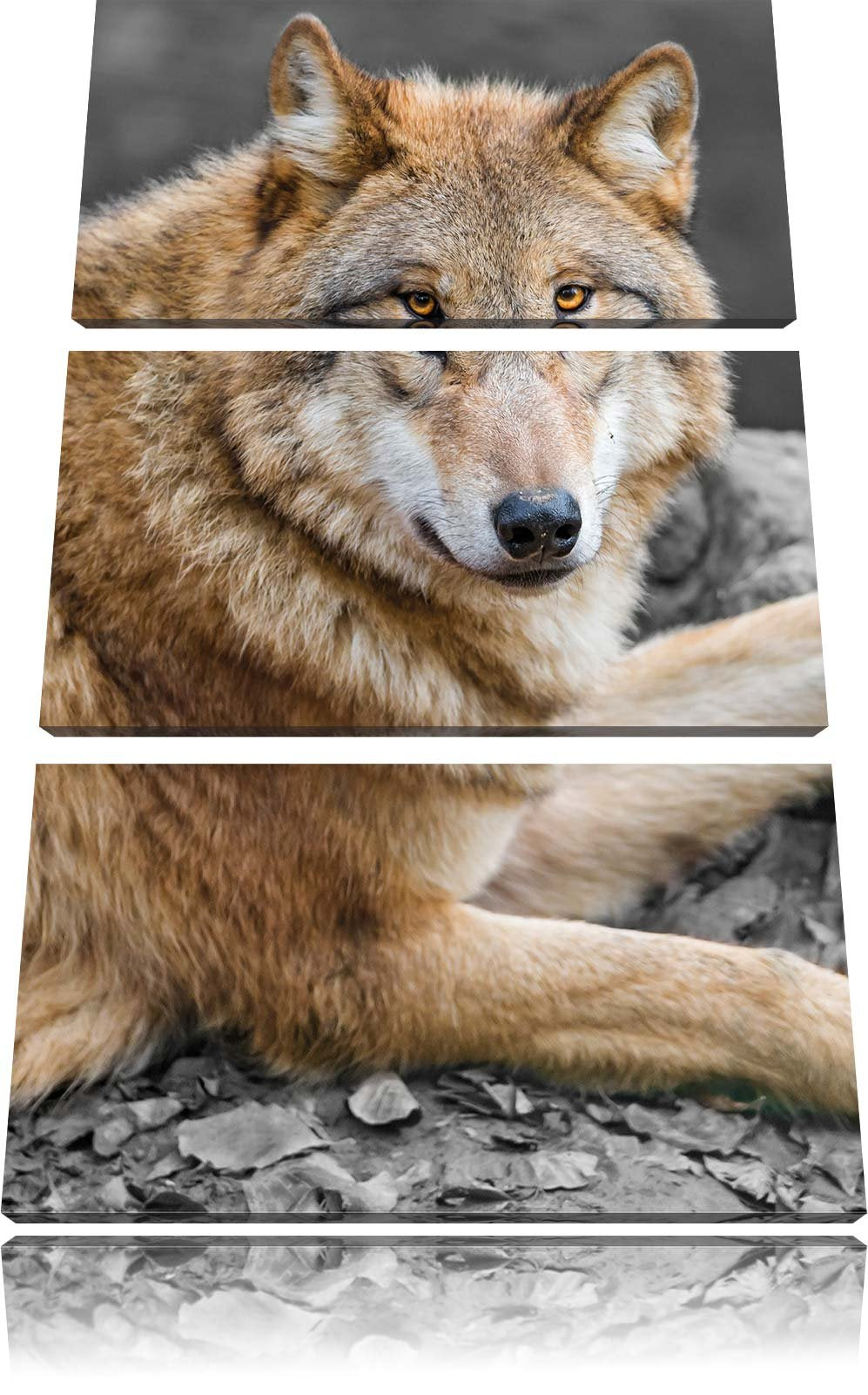 Pixxprint stolzer Wolf auf Stein als Leinwandbild/Grösse: 3 Teilig (120x80) cm/Wandbild/Kunstdruck/f