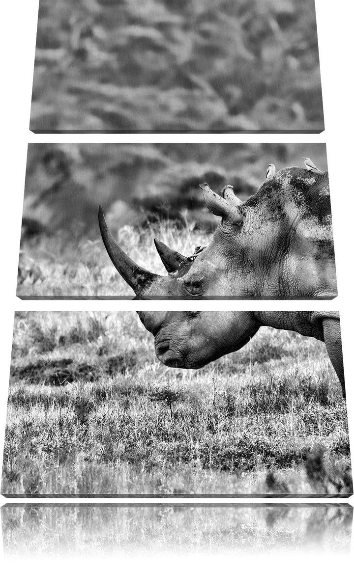 Pixxprint grosses Nashorn in der Savanne als Leinwandbild/Grösse: 3 Teilig (120x80) cm/Wandbild/Kuns