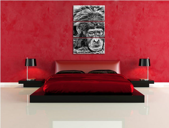Pixxprint Kleiner Schimpanse im Heu als Leinwandbild/Grösse: 3 Teilig (120x80) cm/Wandbild/Kunstdruc