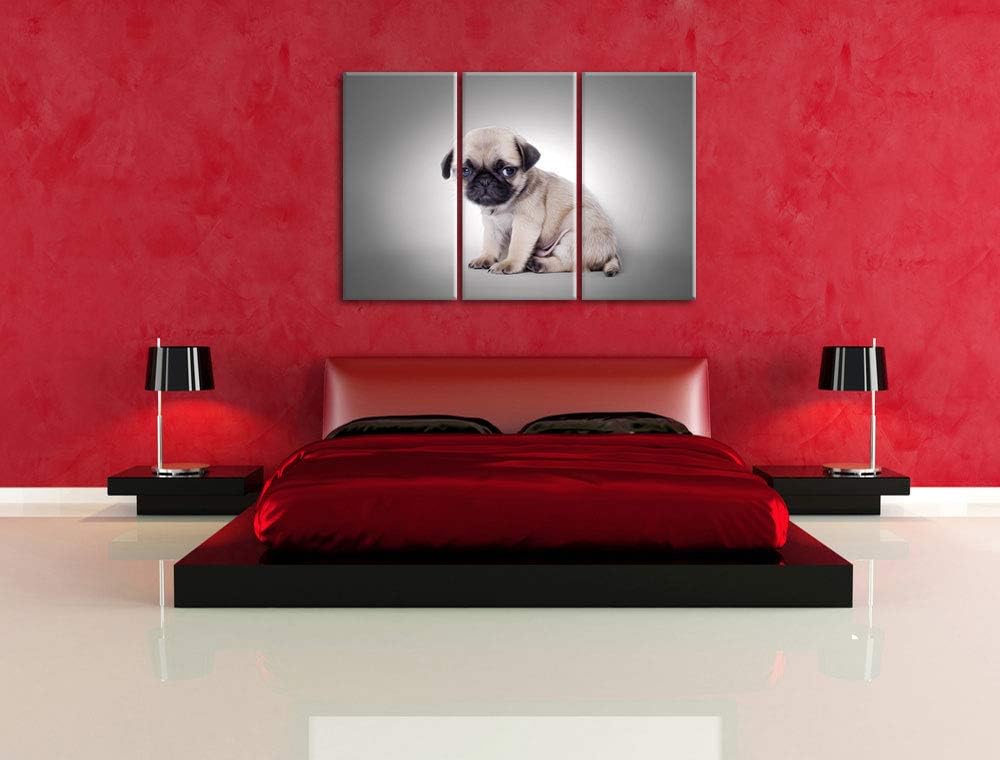 sitzender Mopswelpe vor grauem Hintergrund schwarz/weiss 3-Teiler Leinwandbild 120x80 Bild auf Leinw