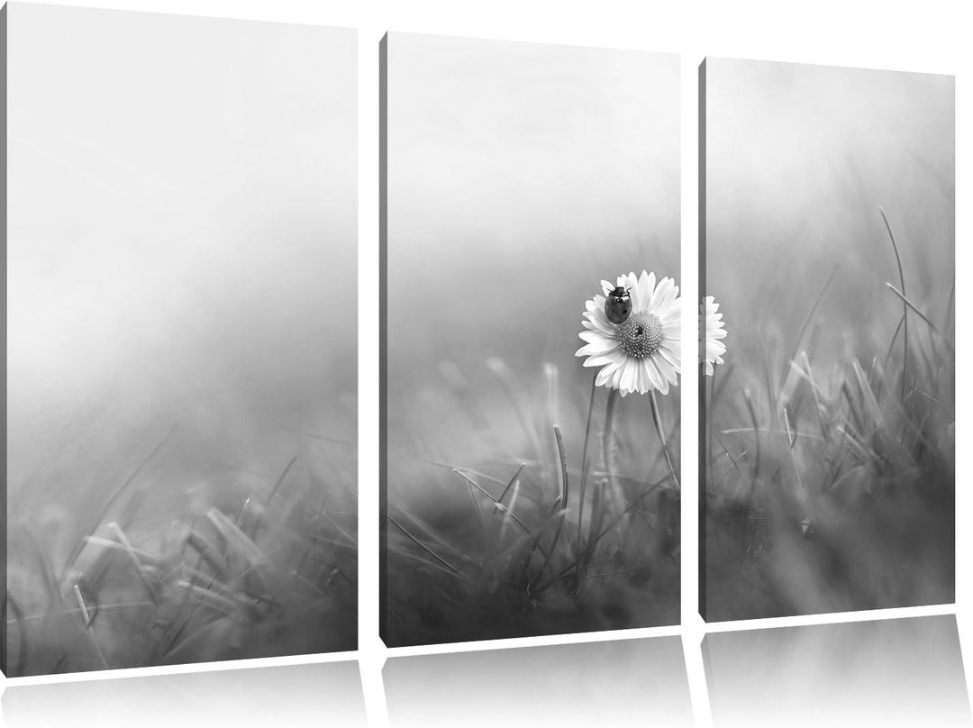 Pixxprint Gänseblümchen Marienkäfer als Leinwandbild/Grösse: 3 Teilig (120x80) / Wandbild/Kunstdruck