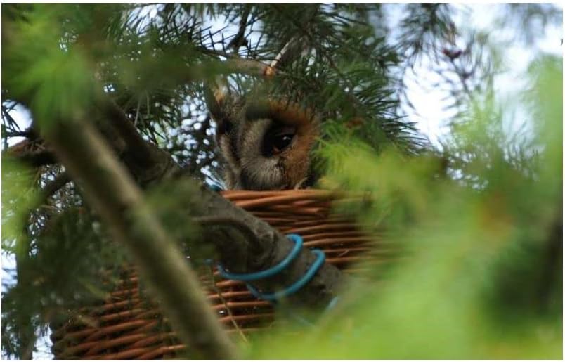 Waldohreulen-Nistkorb Für Raubvögel MKW - Stabiler nisthaus für Wildvögel und Gartenvögel - aus Nade