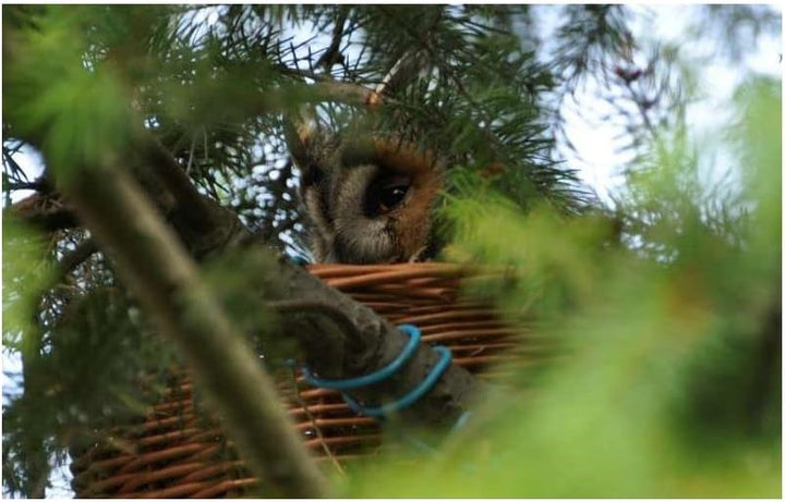 Waldohreulen-Nistkorb Für Raubvögel MKW - Stabiler nisthaus für Wildvögel und Gartenvögel - aus Nade