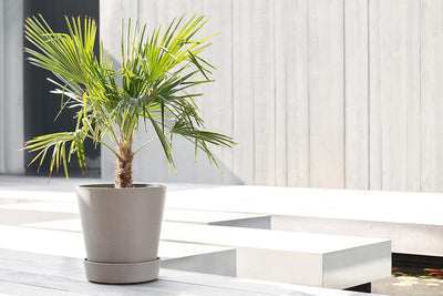 Ecopots Untersetzer rollbar für Blumentopf Amsterdam Braun Grau Durchmesser innen 26 cm/aussen 28 cm