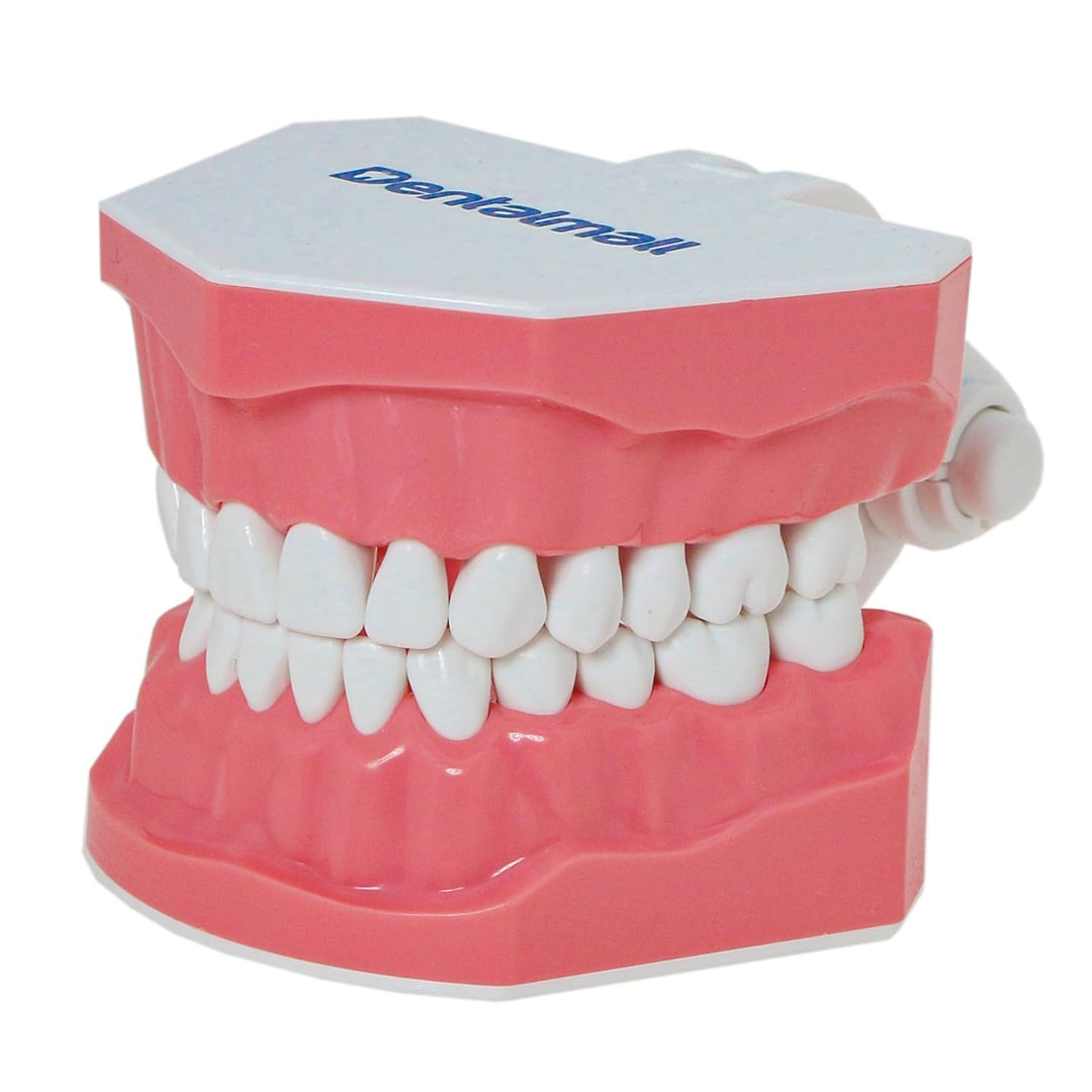 DENTALMALL Zahnputz-Modell, Zähne, Typodont, Muster, sichtbar, Anatomie, Demonstration, Lehr, Standa