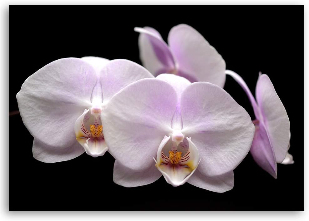 Feeby Wanddeko Orchidee Leinwandbild Kunstdruck für Schlafzimmer Weiss 90x60 cm Leinwandbild 90x60 c