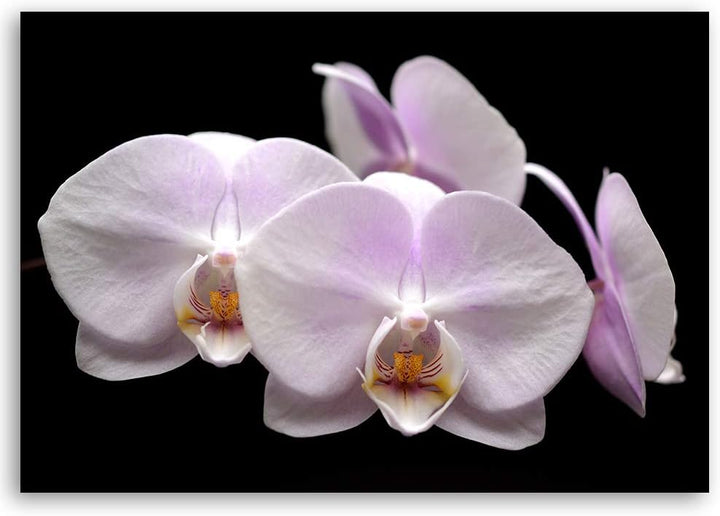 Feeby Wandbild Orchidee Druckbild Leinwandbild für Schlafzimmer Weiss 100x70 cm Leinwandbild 100x70