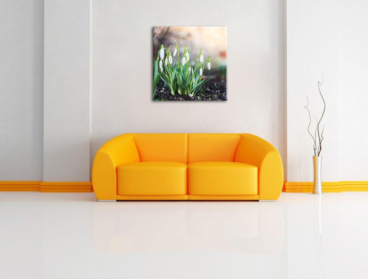 Pixxprint Schneeglöckchen am Waldrand als Leinwandbild/Grösse: 70x70 cm/Wandbild/Kunstdruck/fertig b