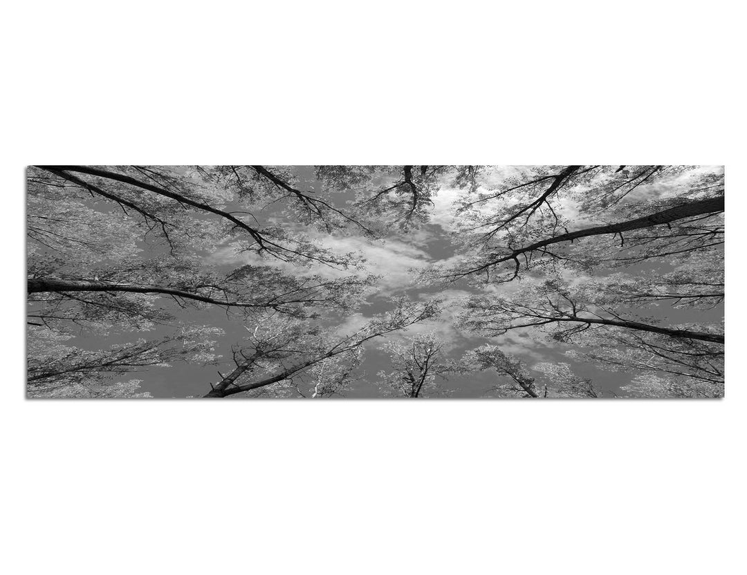 Paul Sinus Art Leinwandfoto als Panorama SCHWARZ/Weiss 120x40cm Baumkronen Wald Herbst Himmel