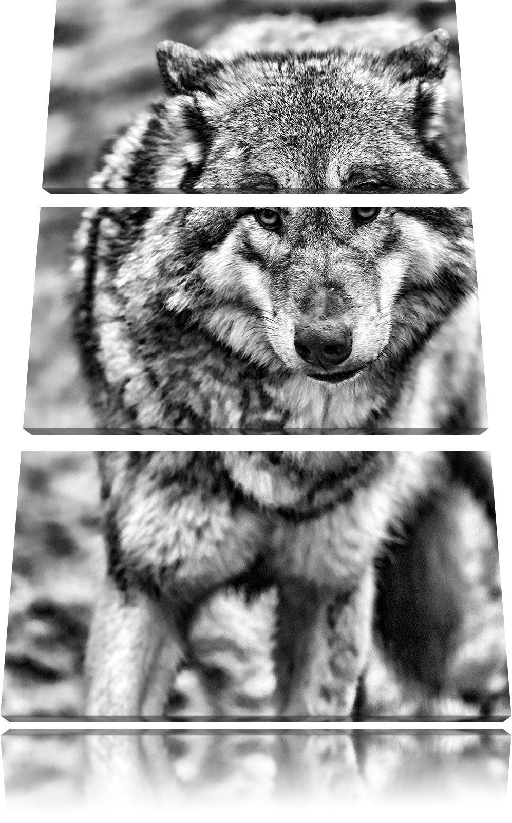 Pixxprint Monocrome, scheuer Wolf 3-Teiler Leinwandbild 120x80 Bild auf Leinwand