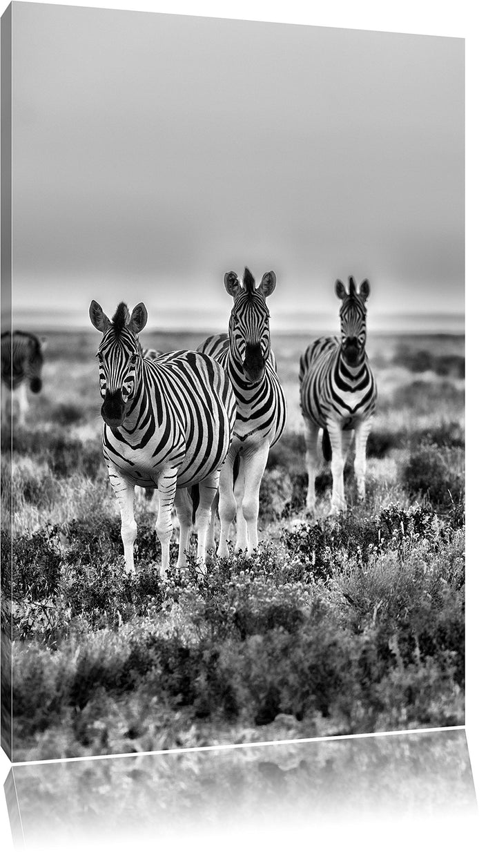 Pixxprint Zebras in Savanne als Leinwandbild/Grösse: 100x70 cm/Wandbild/Kunstdruck/fertig bespannt,