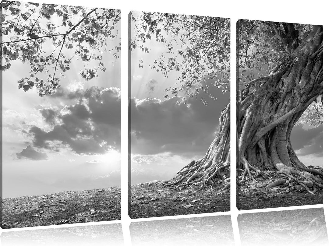 Pixxprint Verwurzelter starker Baum im Sonnenuntergang Kunst B&W 3-Teiler Leinwandbild 120x80 Bild a