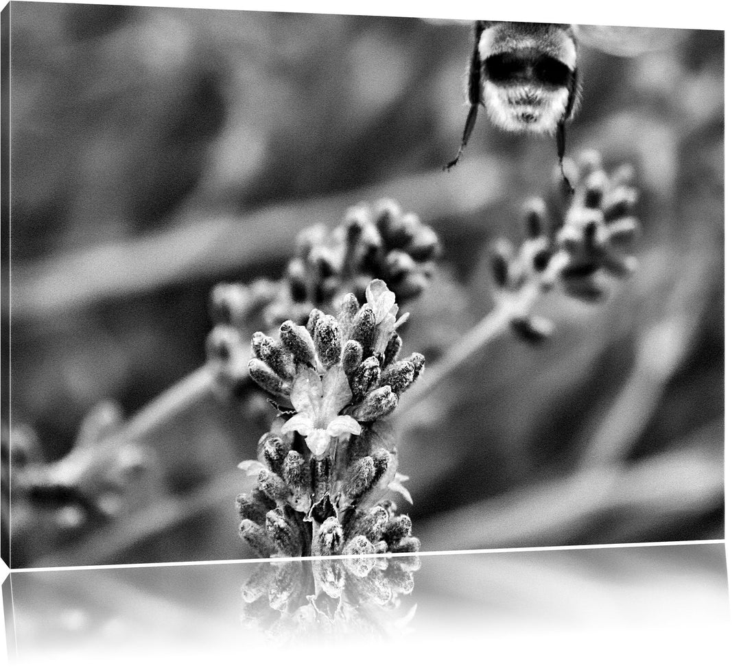 Pixxprint Monocrome, Biene auf Kriechender Günsel, Format: 100x70 auf Leinwand, 100x70