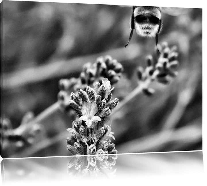 Pixxprint Monocrome, Biene auf Kriechender Günsel, Format: 100x70 auf Leinwand, 100x70